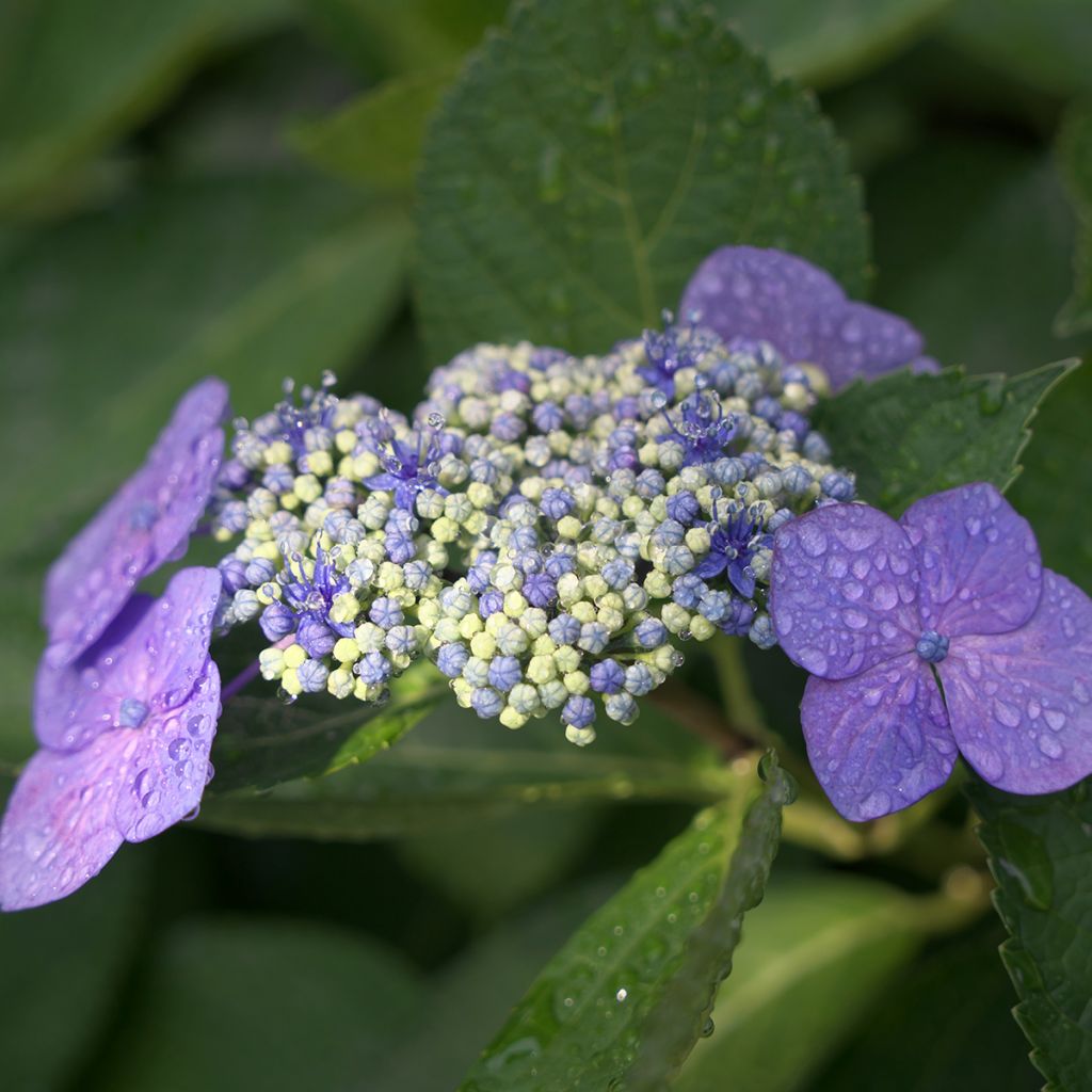 Hydrangea macrophylla Blaumeise