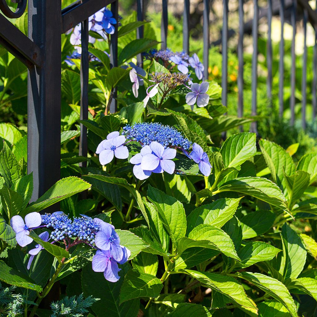 Hydrangea macrophylla Blaumeise