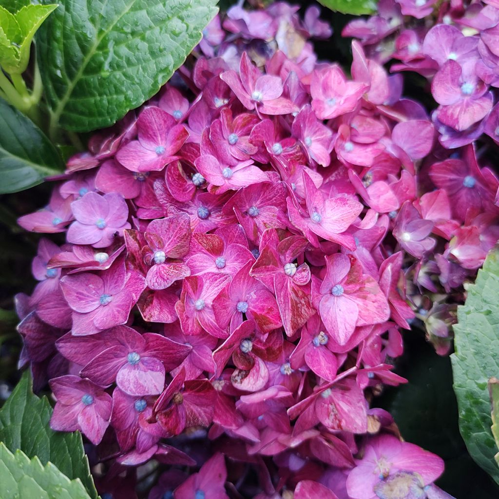 Hydrangea macrophylla Deep Purple Dance