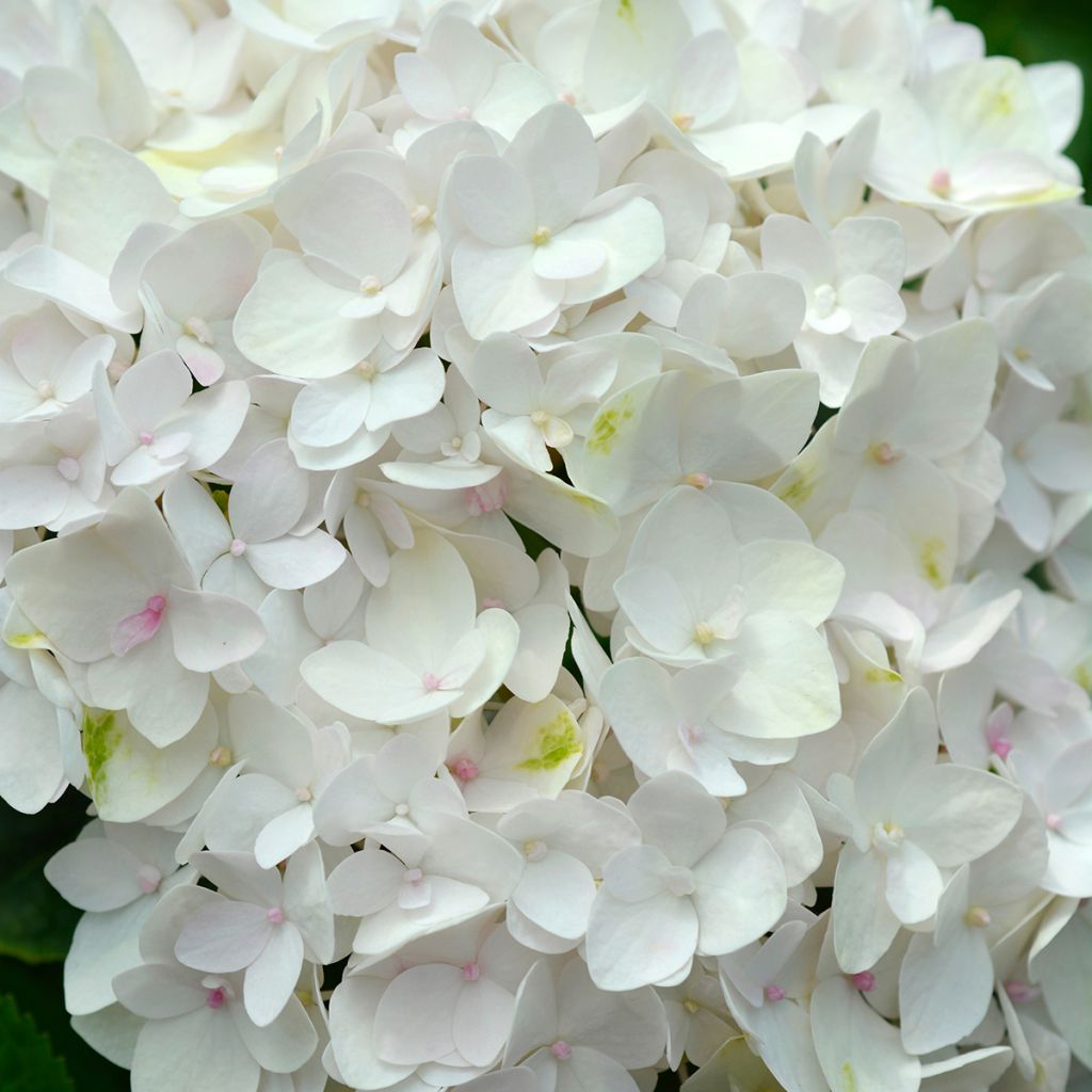 Hydrangea macrophylla Endless Summer The Bride