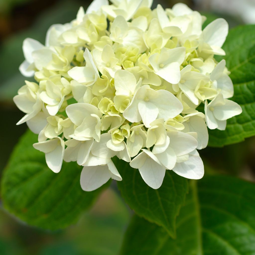 Hydrangea macrophylla Endless Summer The Bride
