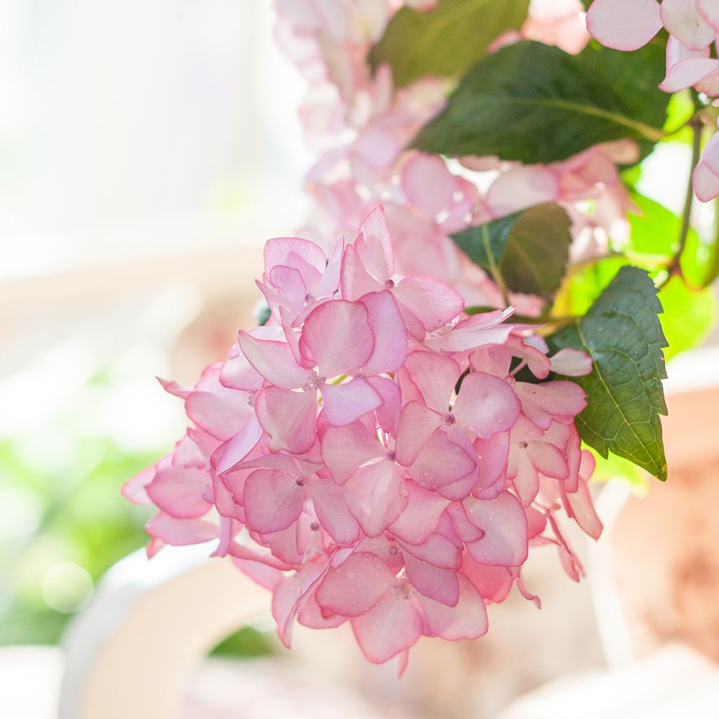 Hydrangea macrophylla Endless Summer The Bride