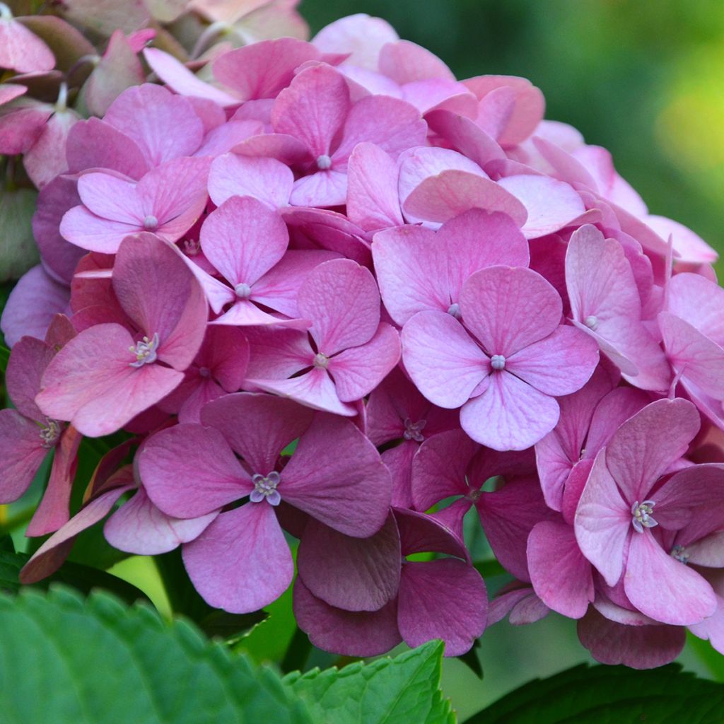 Hydrangea macrophylla Endless Summer The Original Pink