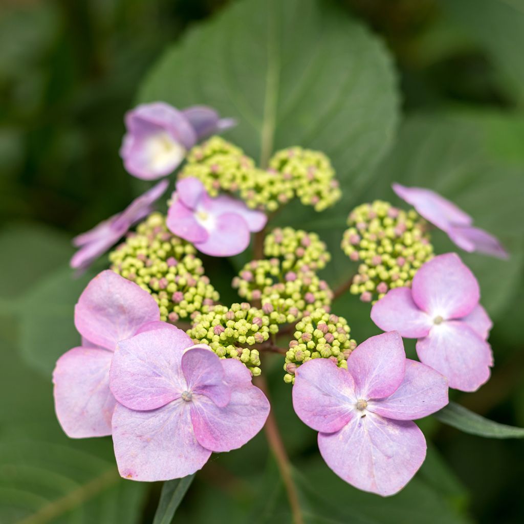 Hydrangea macrophylla Endless Summer Twist and Shout