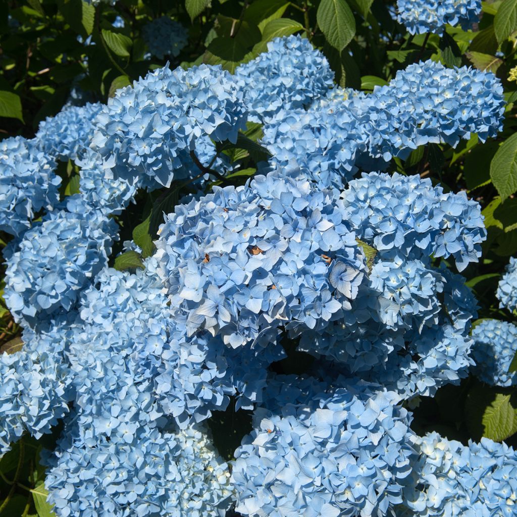 Hydrangea macrophylla Generale Vicomtesse de Vibraye