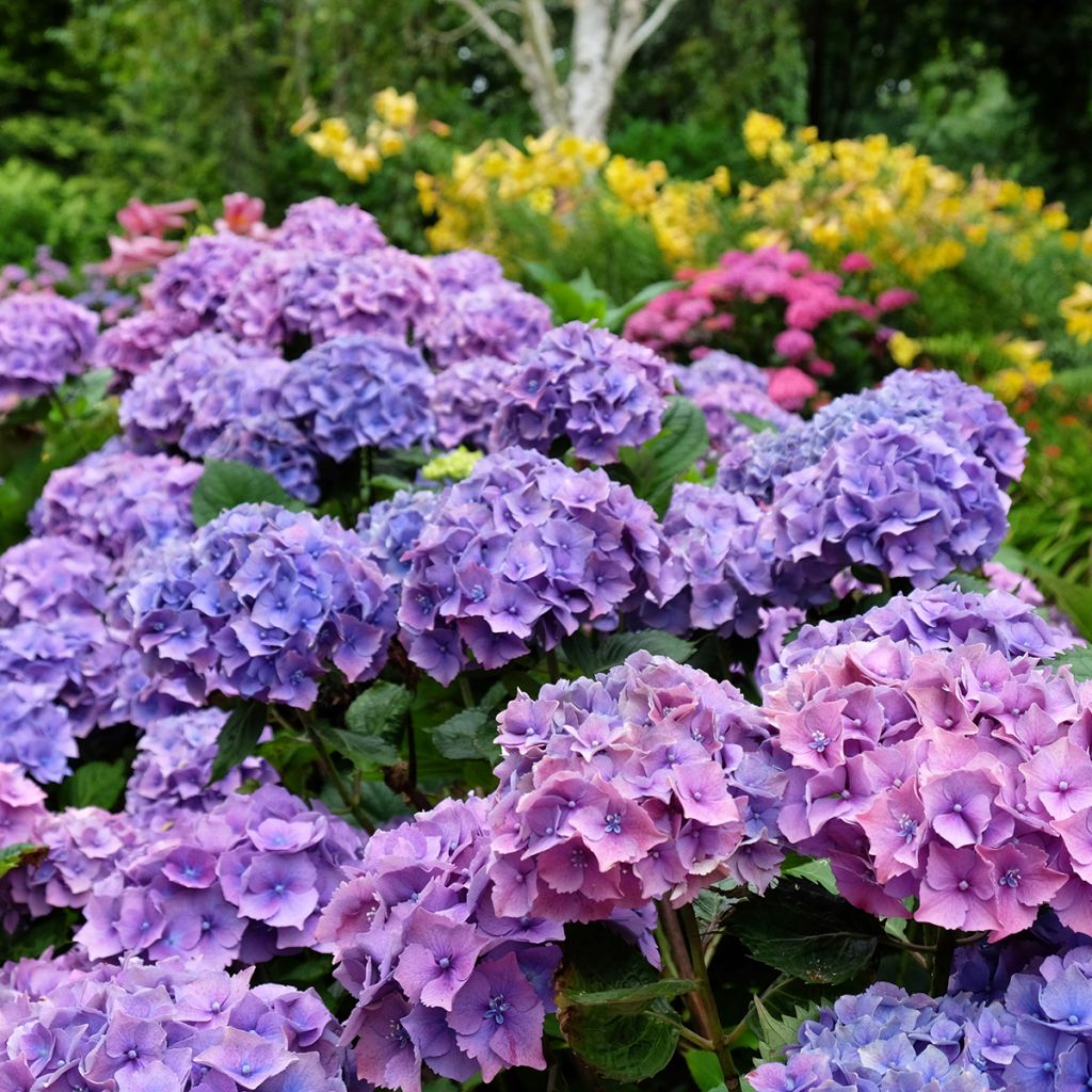 Hydrangea macrophylla Hamburg