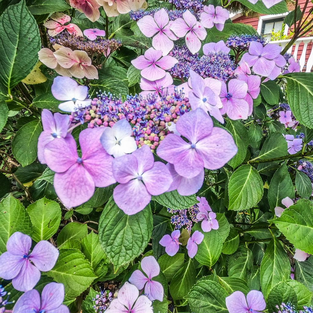 Hydrangea macrophylla Royalty Kardinal Violet