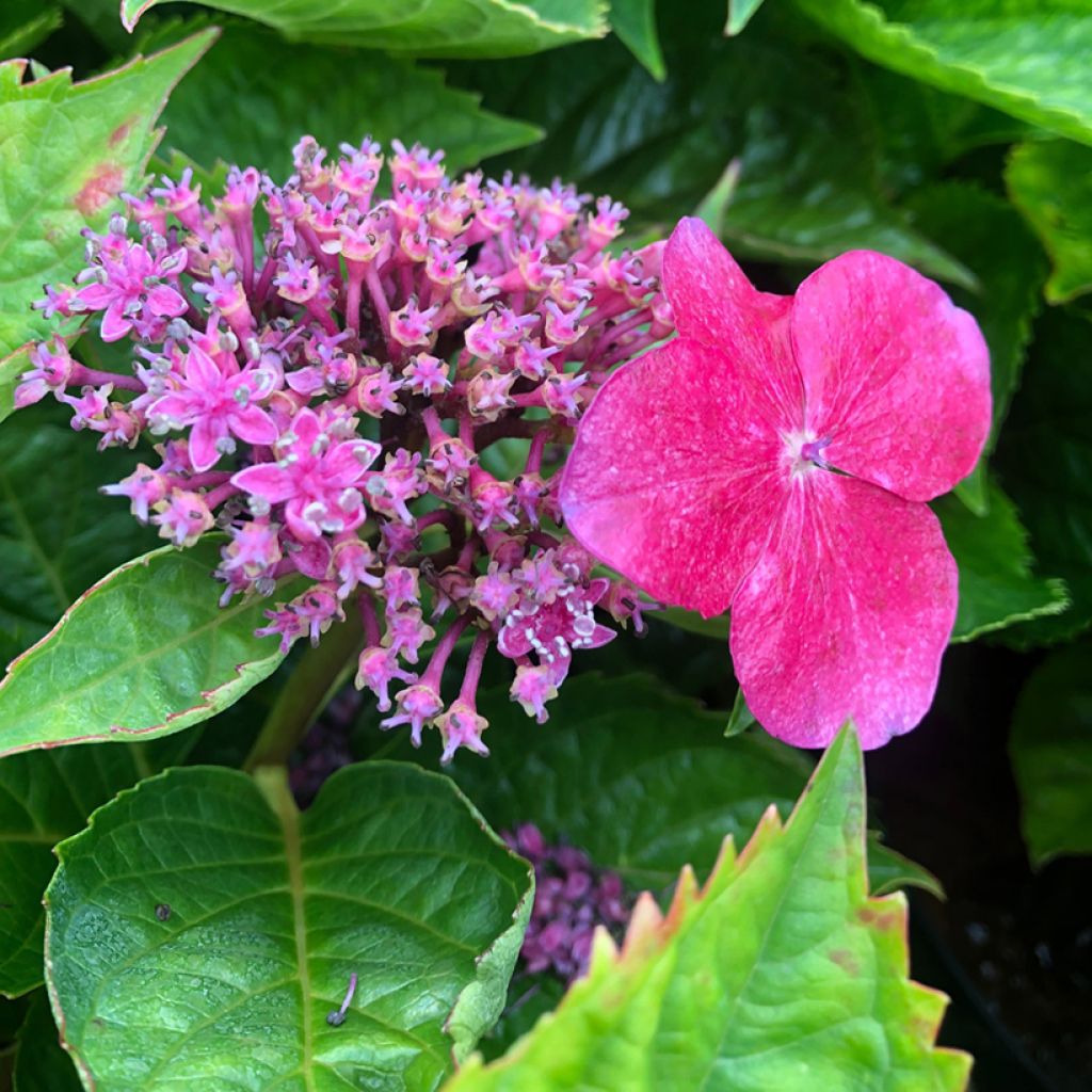 Hydrangea macrophylla Teller Kardinal