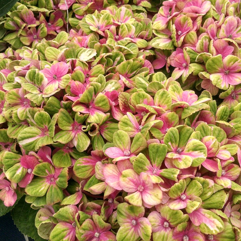 Hydrangea macrophylla Magical Coral