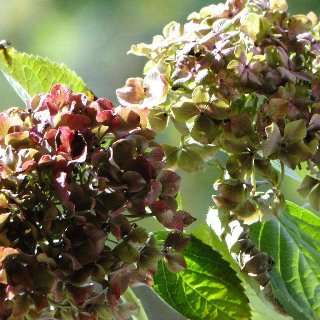 Hydrangea macrophylla Magical Crimson