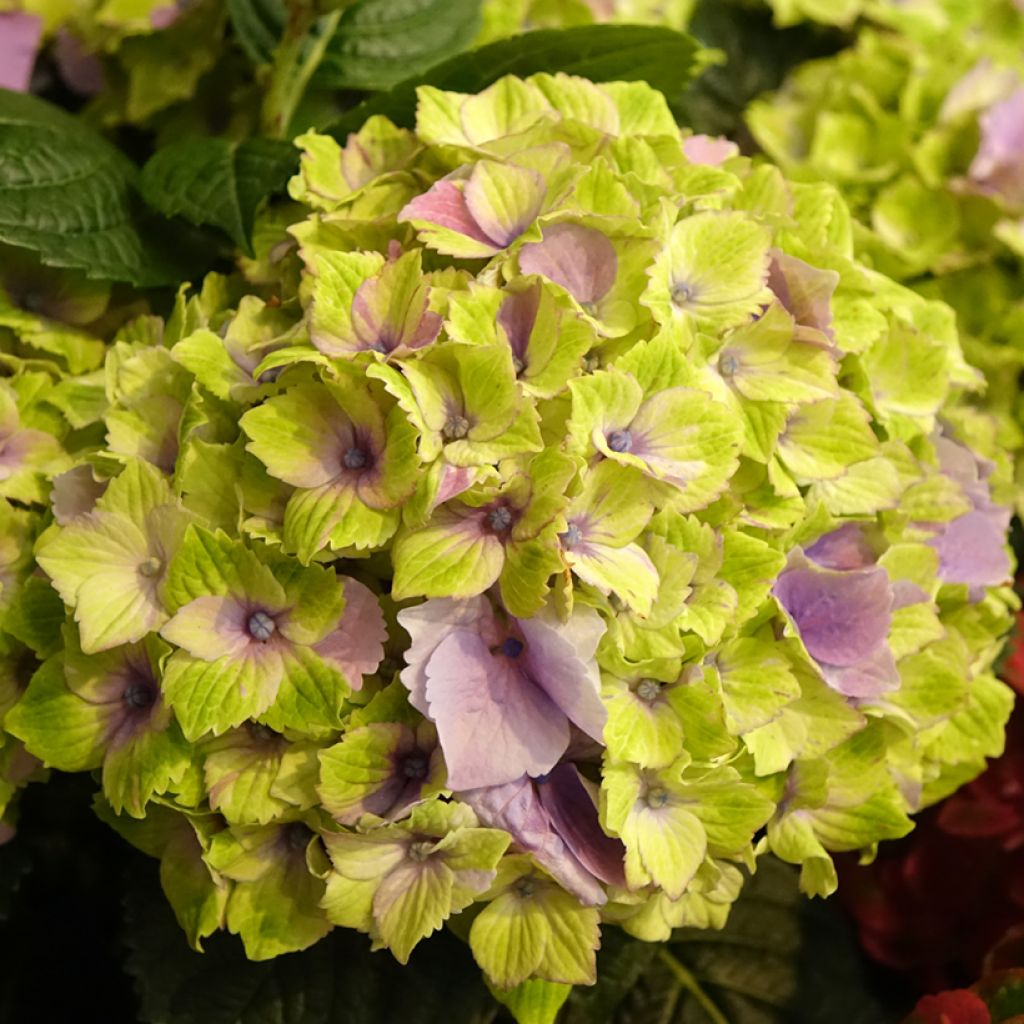 Hydrangea macrophylla Magical Jewel Pink