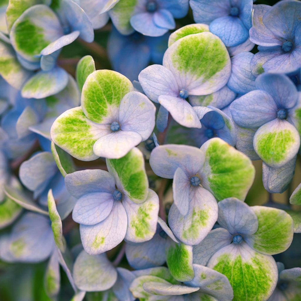 Hydrangea macrophylla Magical Revolution Blue