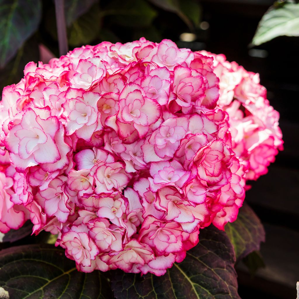 Hydrangea macrophylla Miss Saori