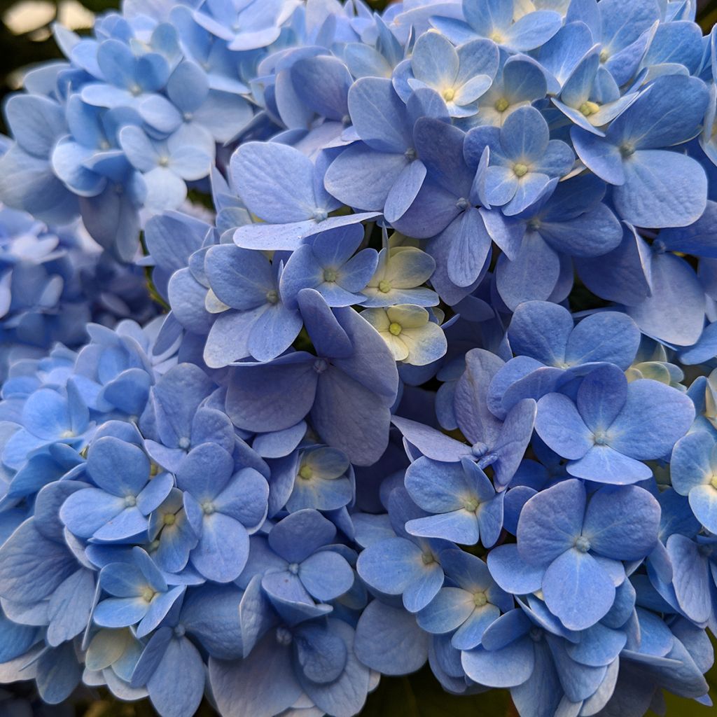 Hydrangea macrophylla Nikko Blue