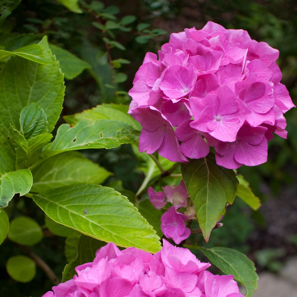 Hydrangea macrophylla Pia