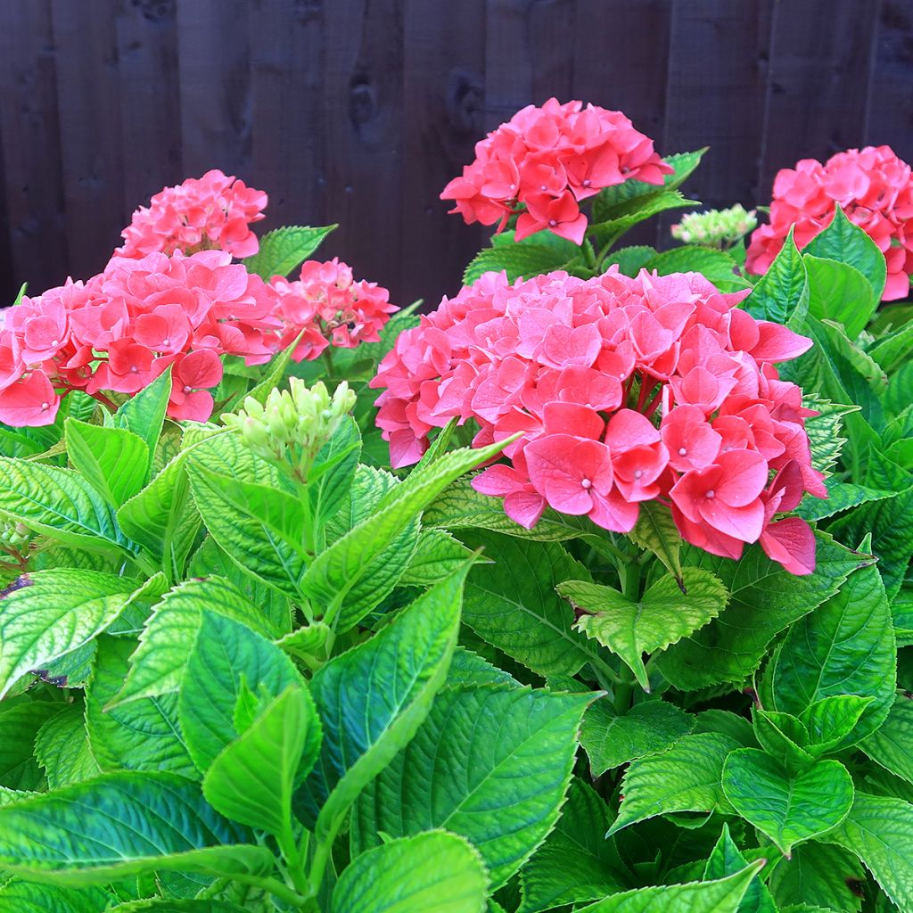 Hydrangea macrophylla Pia