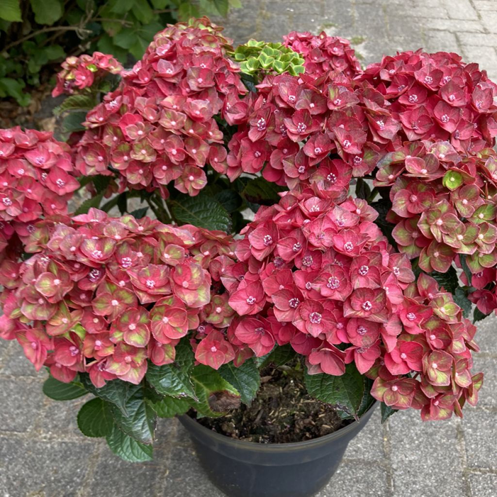 Hydrangea macrophylla Choco Love 
