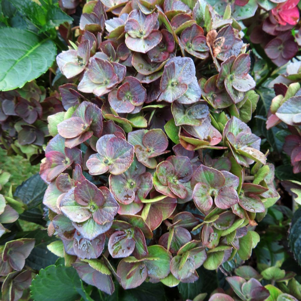 Hydrangea macrophylla Choco Love 