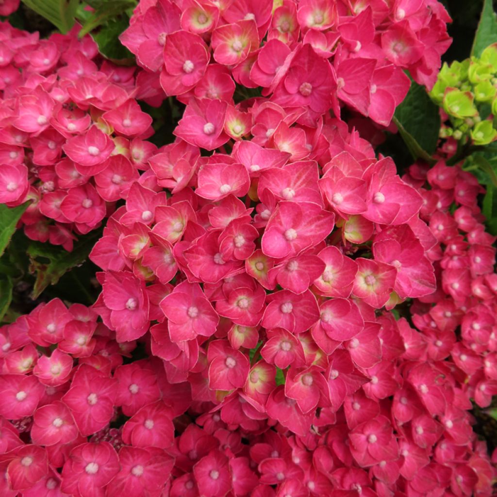 Hydrangea macrophylla Choco Love 