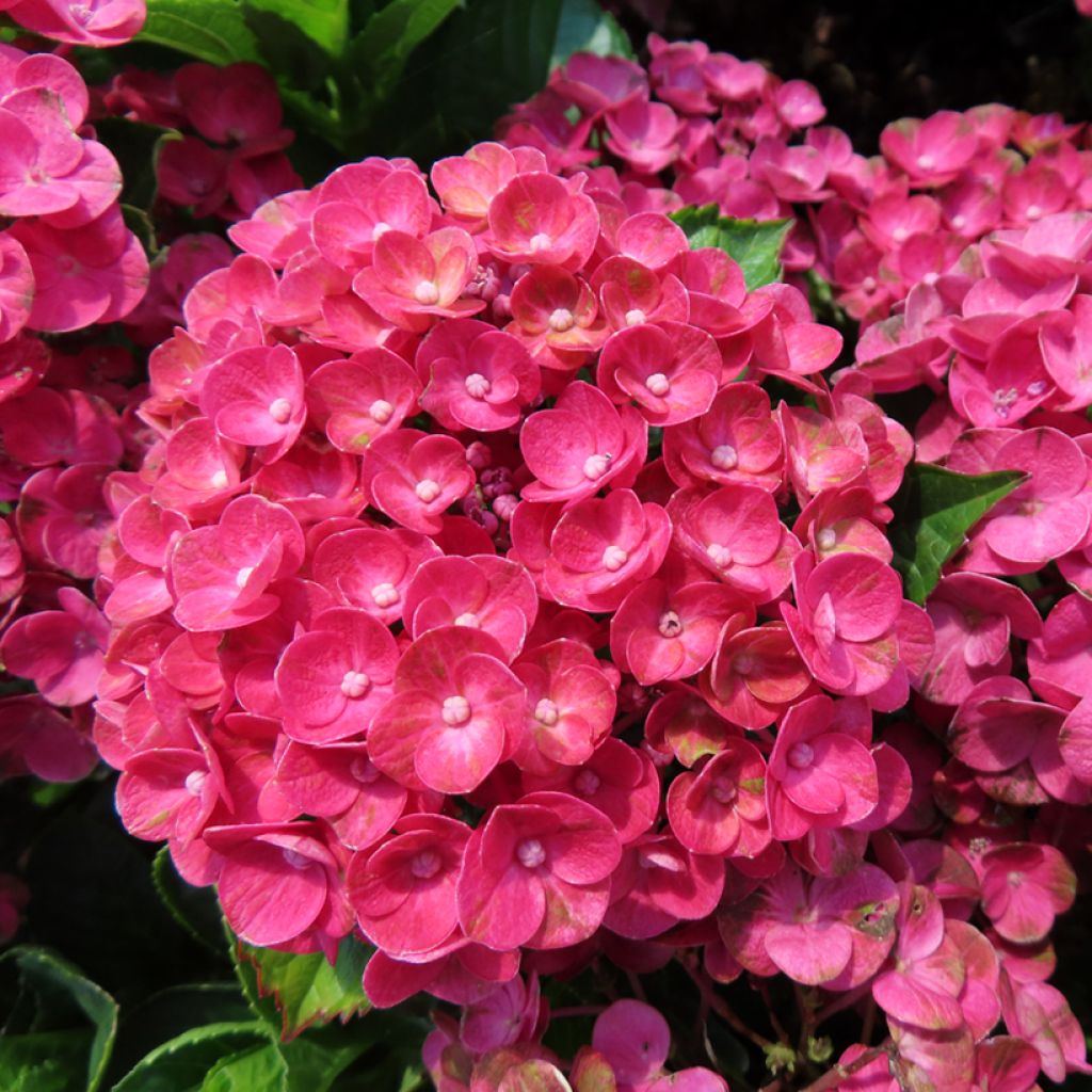 Hydrangea macrophylla Ferrari Love 