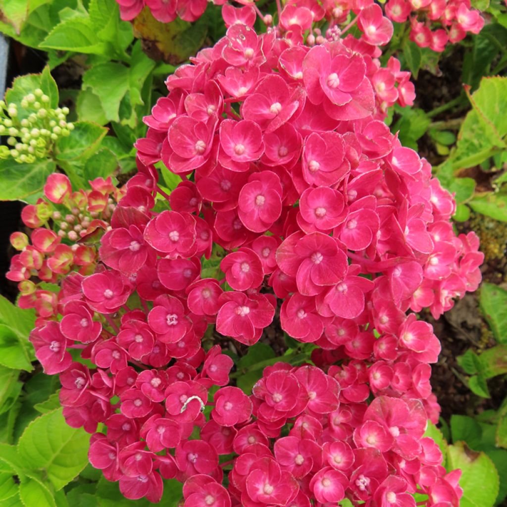 Hydrangea macrophylla Ferrari Love 