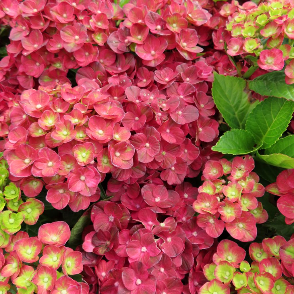 Hydrangea macrophylla Pistachio Love