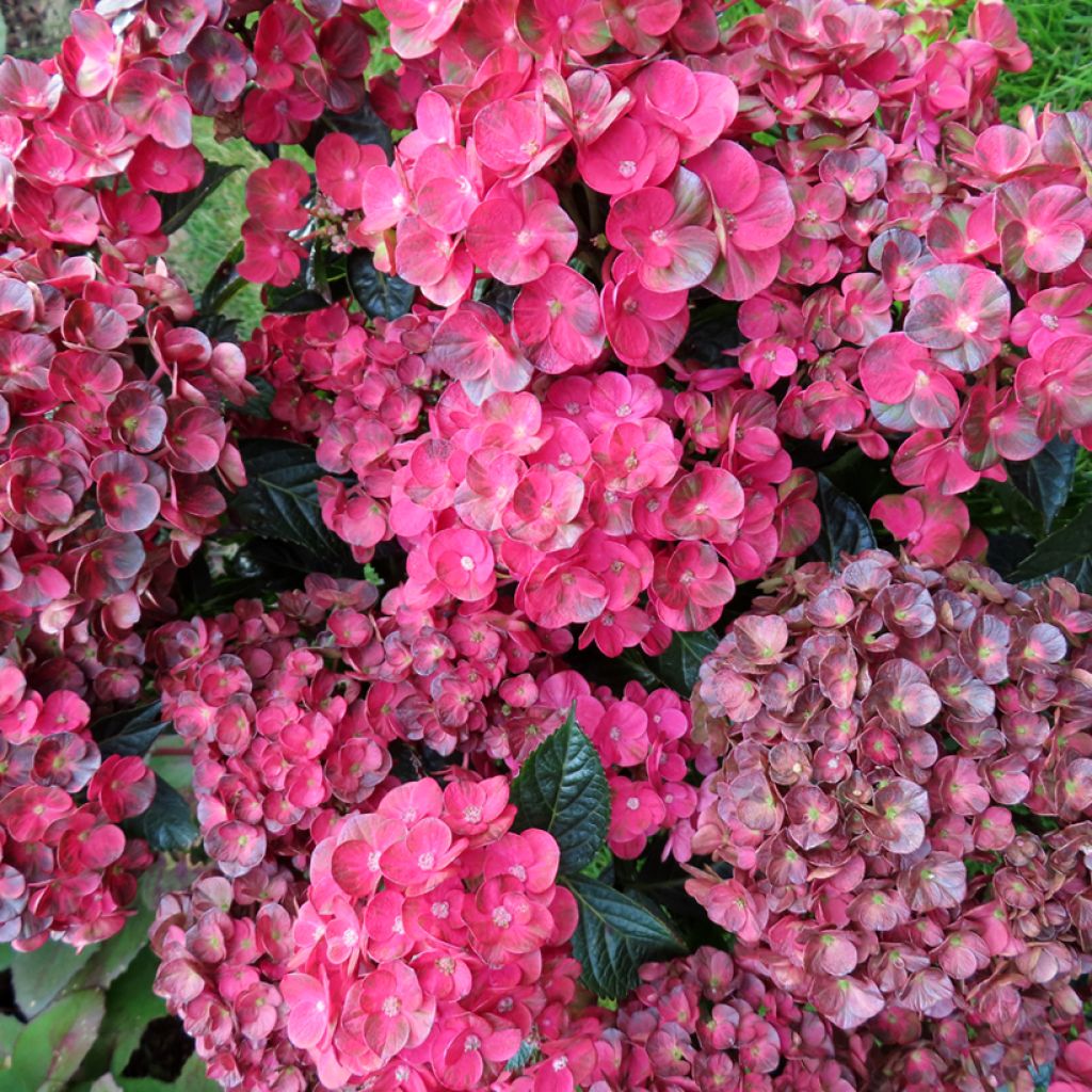 Hydrangea macrophylla Pistachio Love