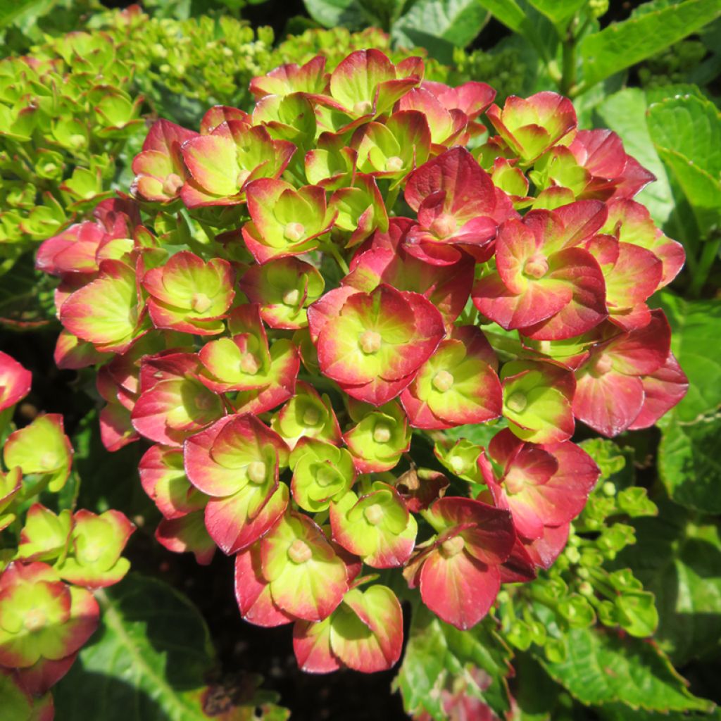 Hydrangea macrophylla Pistachio Love