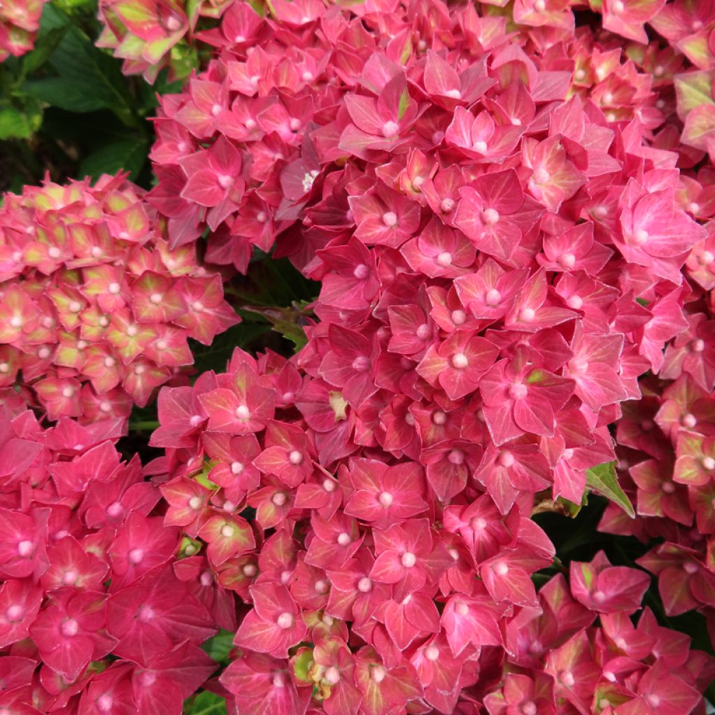 Hydrangea macrophylla Rebellion Red Love