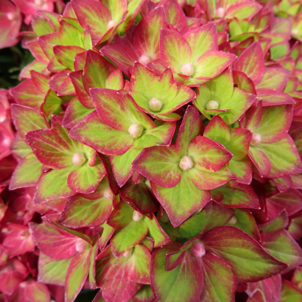 Hydrangea macrophylla Rebellion Red Love