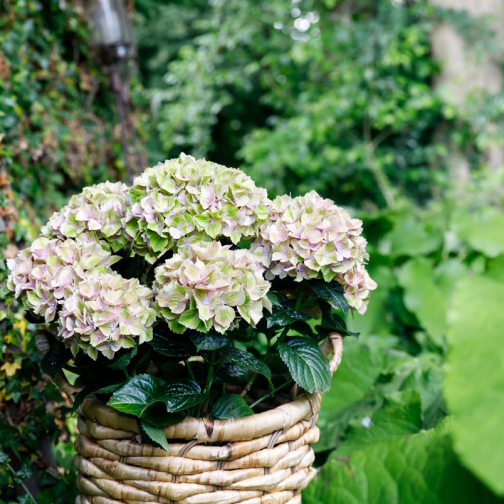 Hydrangea macrophylla Bella Pesche