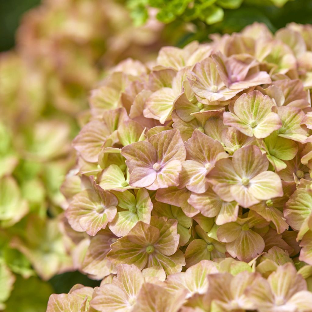 Hydrangea macrophylla Bella Pesche