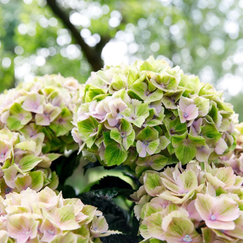 Hydrangea macrophylla Bella Pesche
