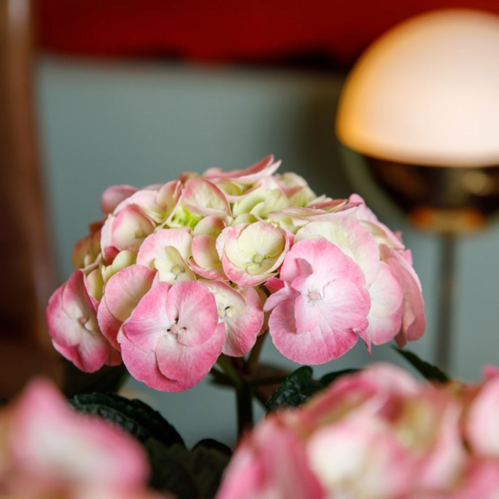 Hydrangea macrophylla Dolce Chic 