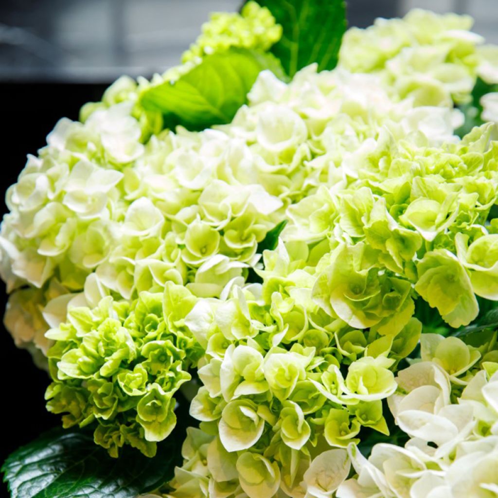 Hydrangea macrophylla Elegant Rosa 