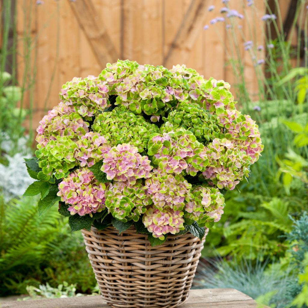 Hydrangea macrophylla Vibrant Verde 