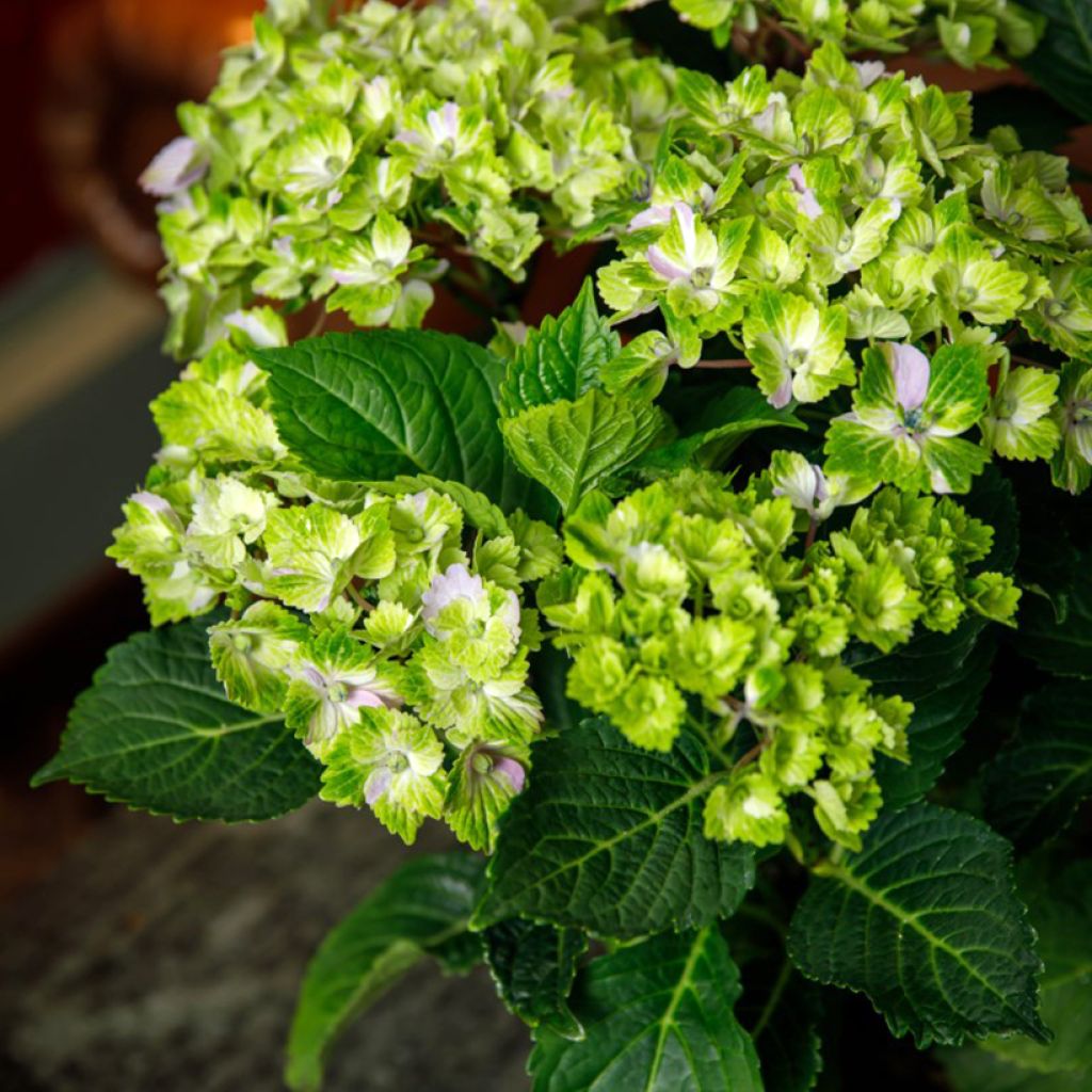 Hydrangea macrophylla Vibrant Verde 