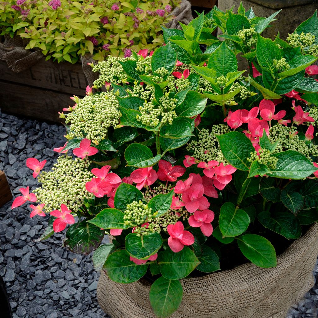 Hydrangea macrophylla Rotschwanz
