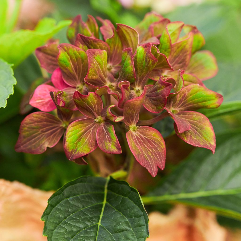 Hydrangea macrophylla Schloss Wackerbarth