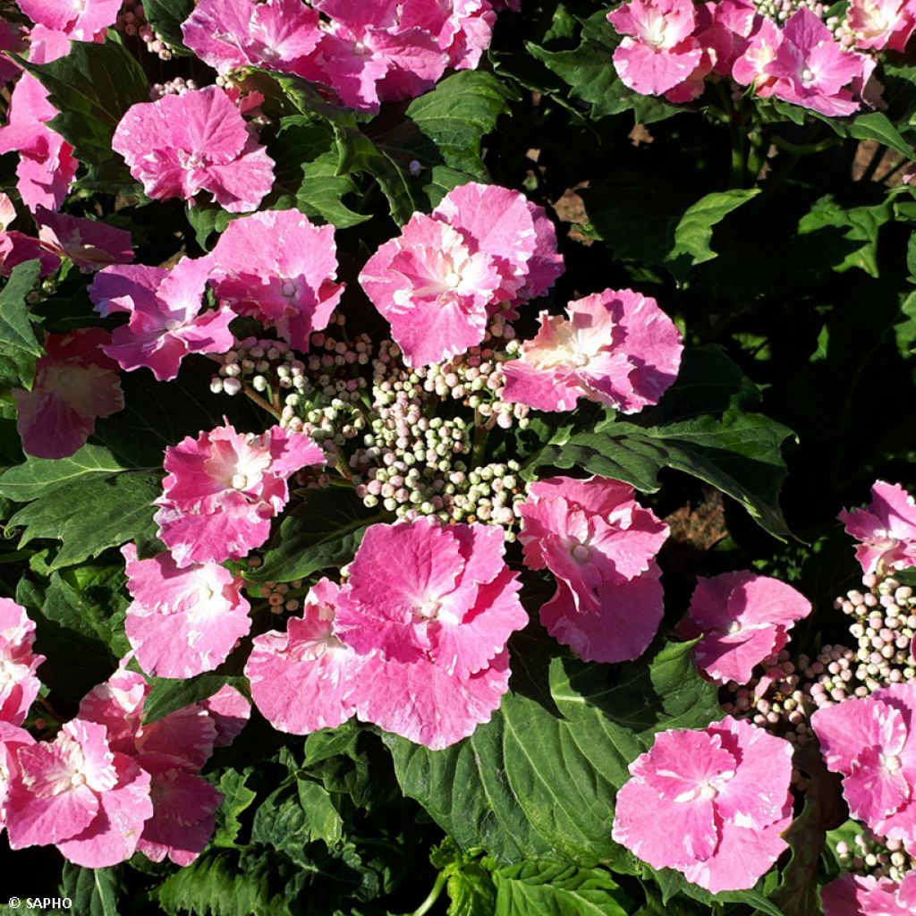 Hydrangea macrophylla So Long Starlit Sky