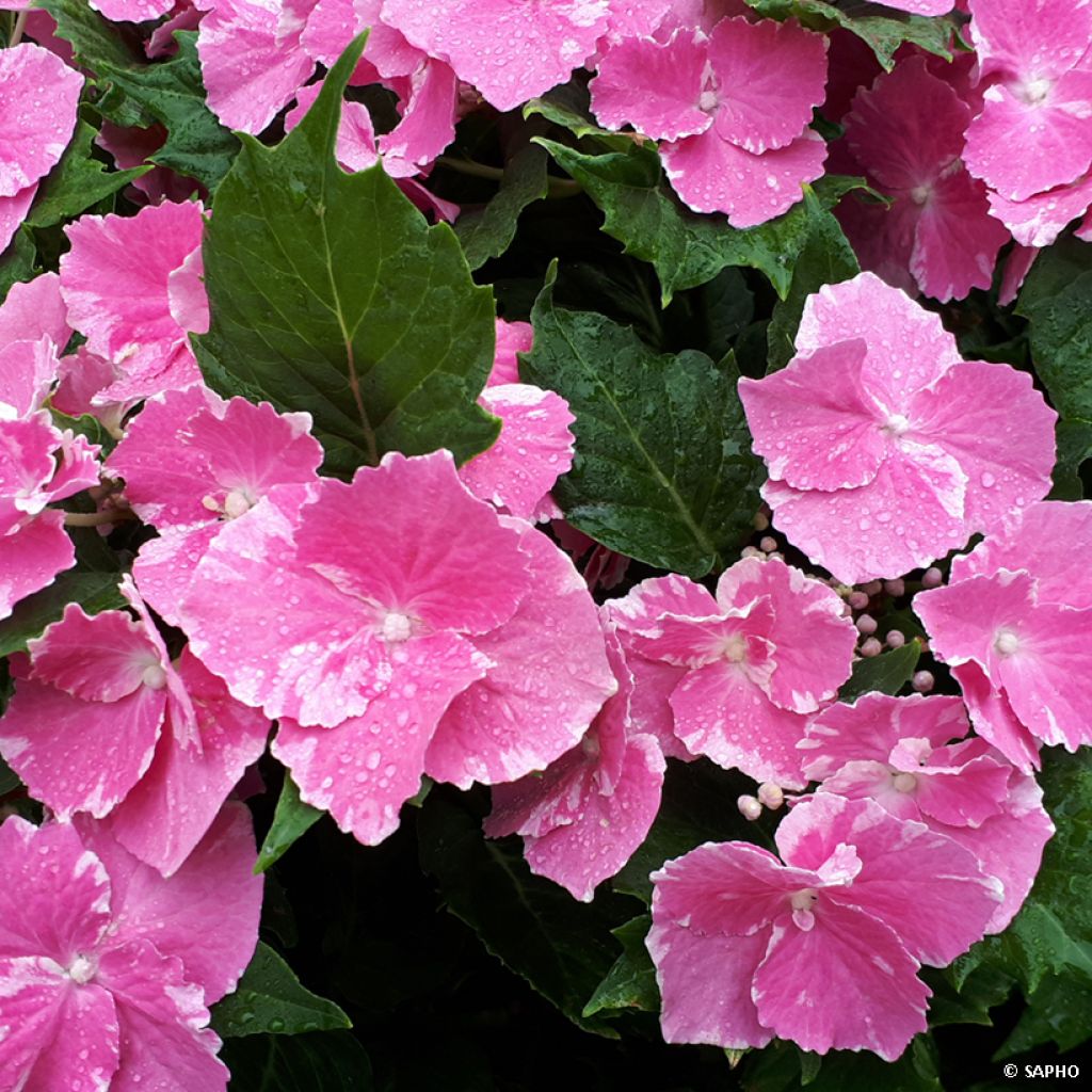Hydrangea macrophylla So Long Starlit Sky