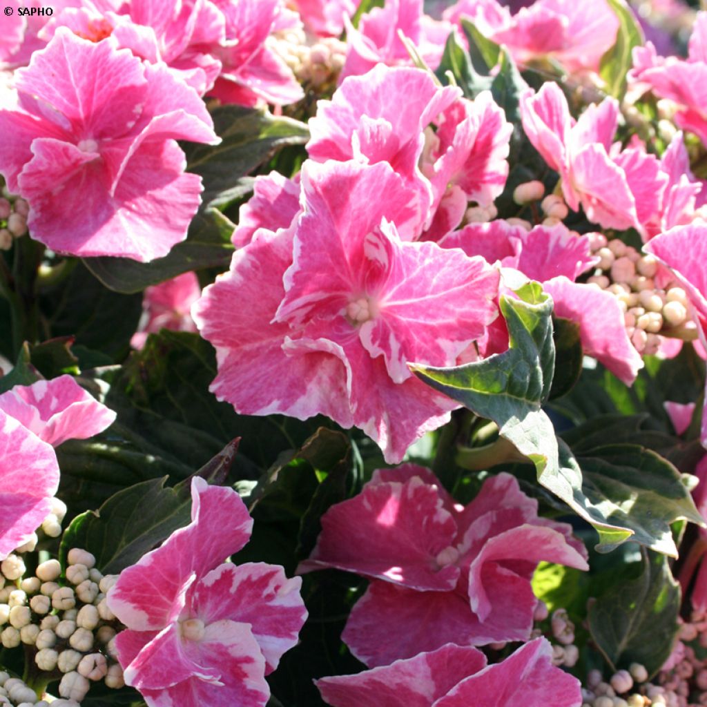 Hydrangea macrophylla So Long Starlit Sky