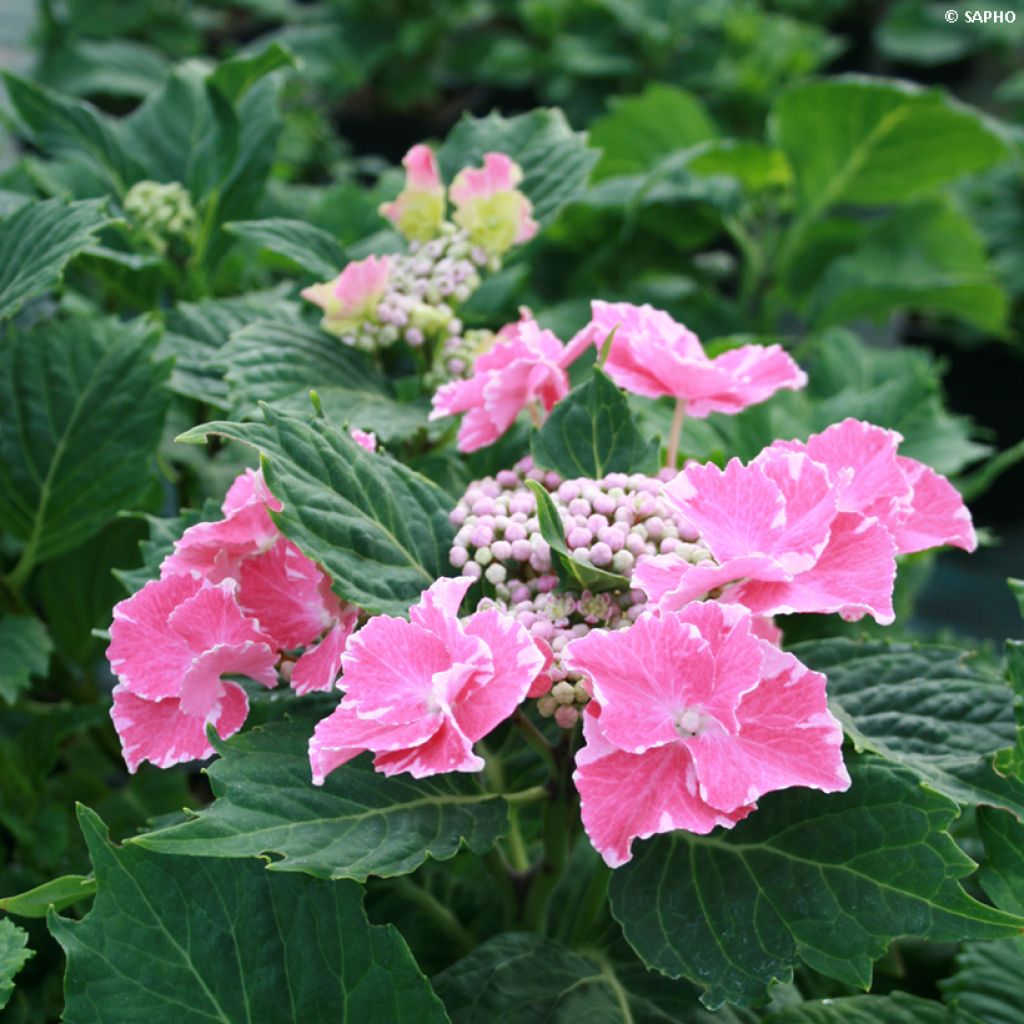 Hydrangea macrophylla So Long Starlit Sky
