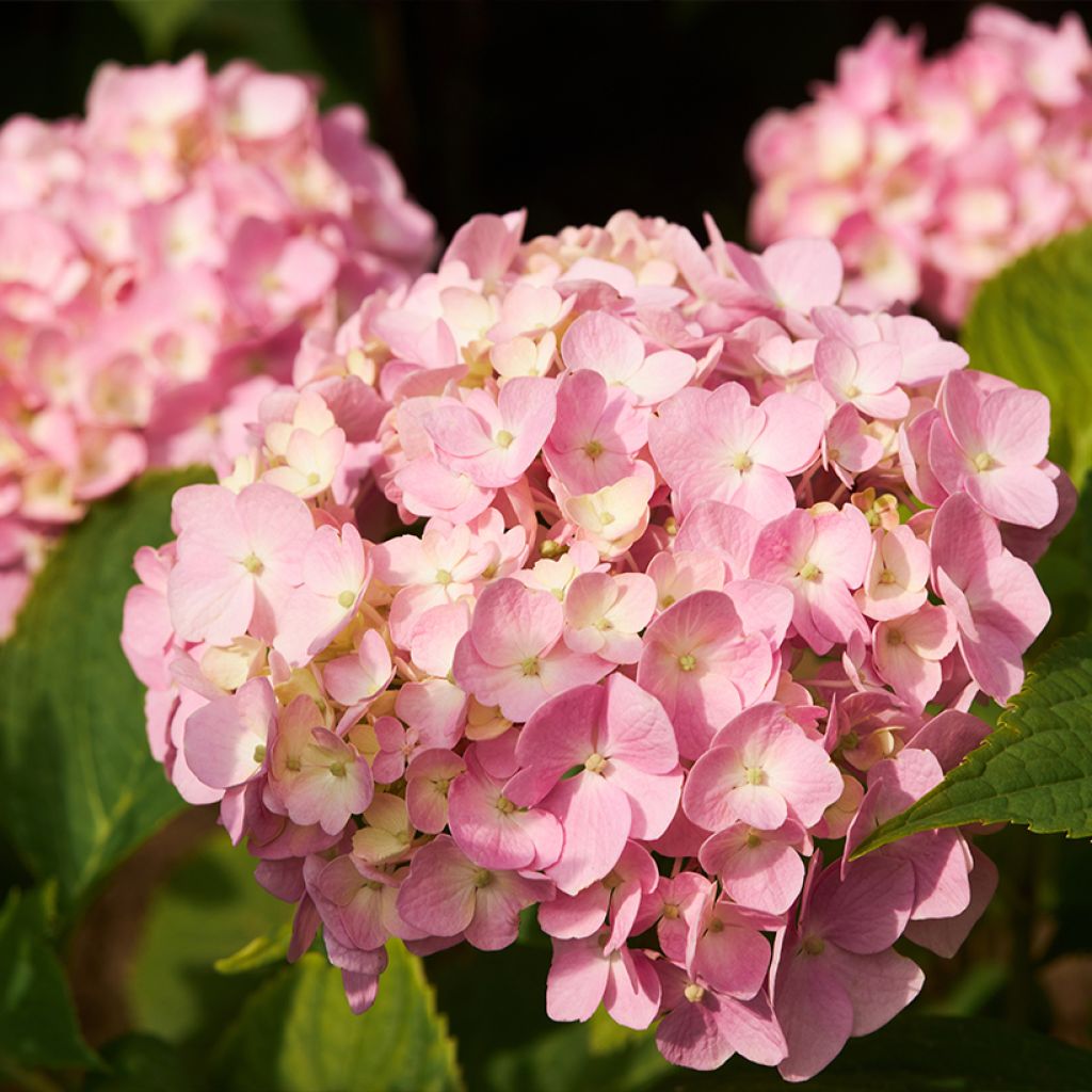 Hydrangea macrophylla Soft Pink Salsa