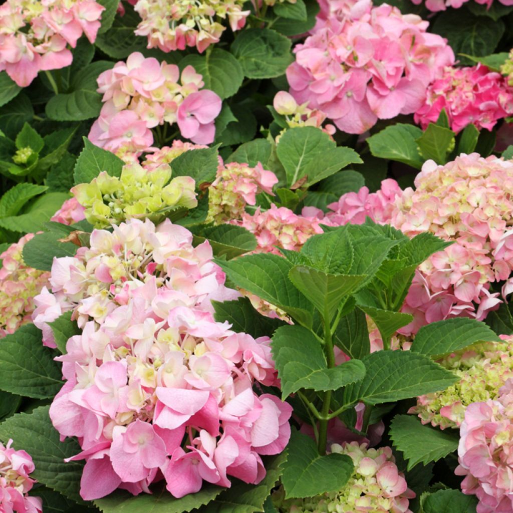Hydrangea macrophylla Soft Pink Salsa