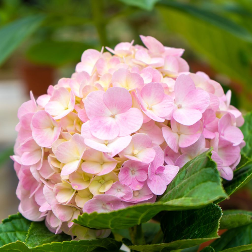 Hydrangea macrophylla Soft Pink Salsa