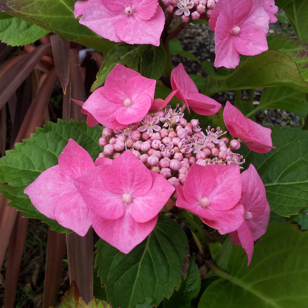 Hydrangea macrophylla Teller Pink