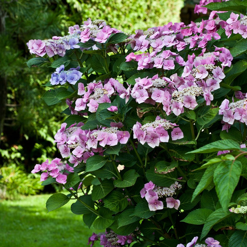 Hydrangea macrophylla Teller Pink
