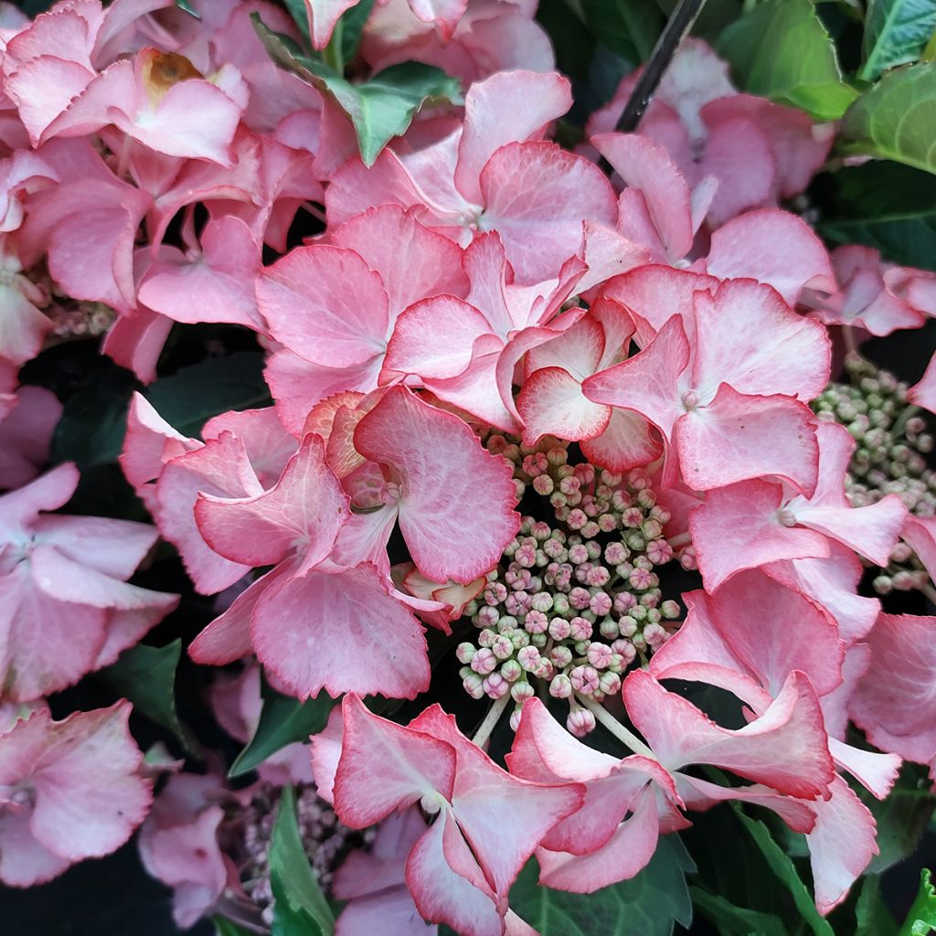 Hydrangea macrophylla Tiffany