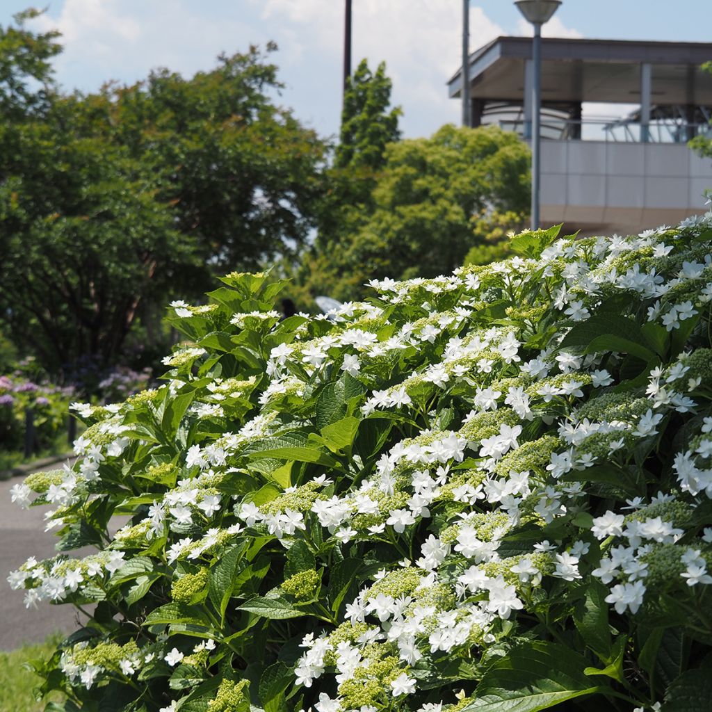 Hydrangea macrophylla Wedding Gown